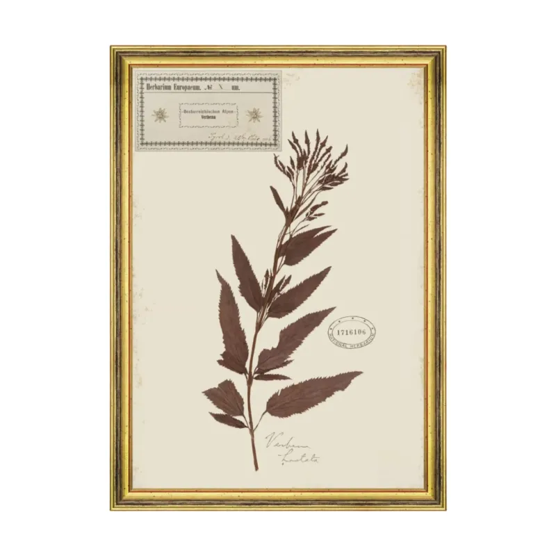Herbarium Alpinium X Framed Art
